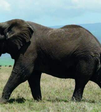 Höhepunkte von Sansibar bis Nairobi